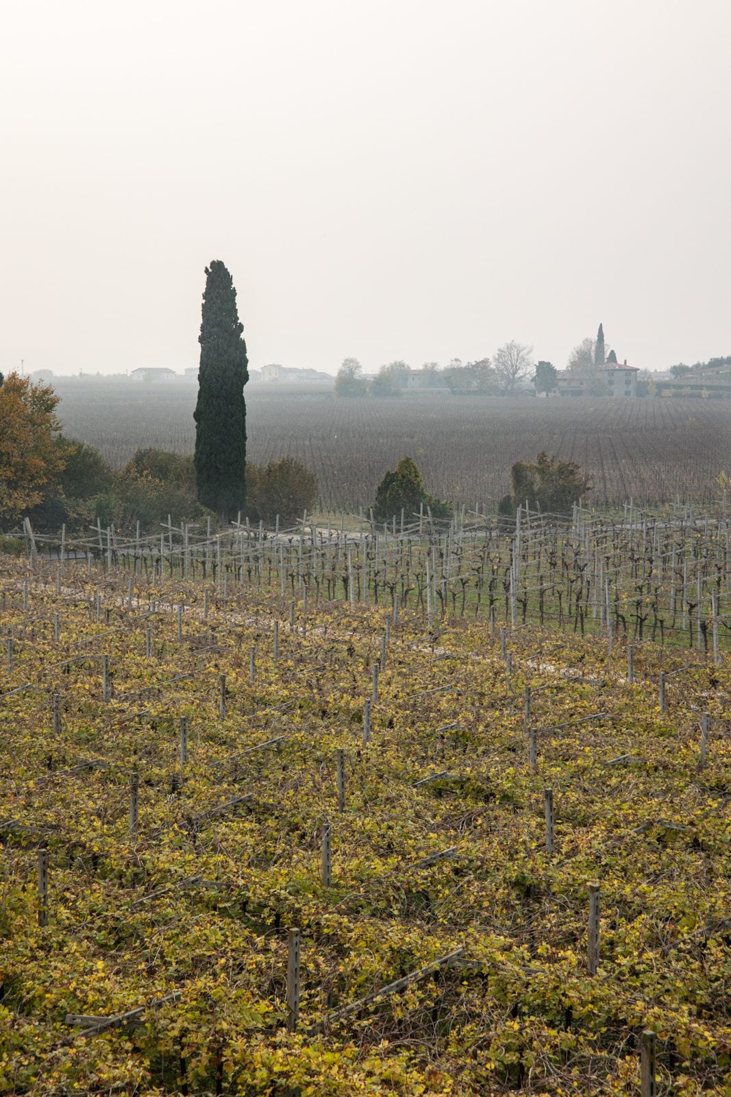 I vigneti della Valpolicella in autunno